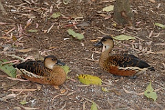 0777 Wildlife Habitat Port Douglas